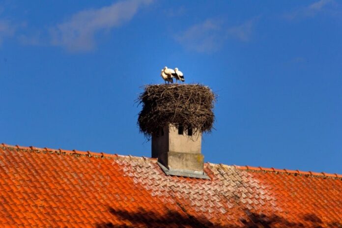 how does the bird nests affect the entire building