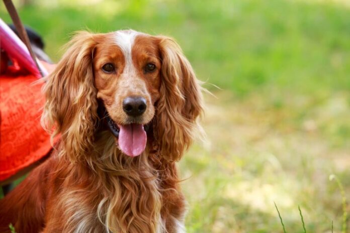 the-power-of-reishi-and-how-it-affects-a-dogs-health-and-vitality