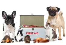 Creating a Pet First Aid Kit – Essentials Every Owner Should Have at Home creating a pet first aid kit essentials every owner should have at home