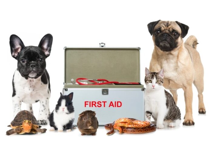 creating a pet first aid kit essentials every owner should have at home