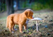 Your Dog’s Natural Health Ally: The Science Behind Reishi’s Power your dogs natural health ally the science behind reishis power
