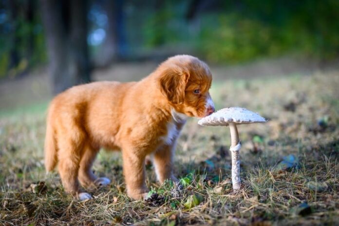 your dogs natural health ally the science behind reishis power