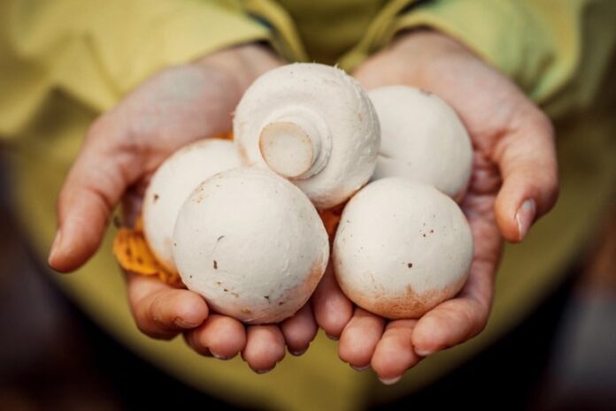 why a spore bundle is your shortcut to successful home mycology