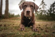 Dog Bite Injury Legal Help: Protect Your Rights After an Attack Dog Bite Injury Legal Help Protect Your Rights After an Attack