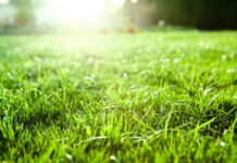 Professional Lawn Maintenance for a Greener, Healthier Yard Professional Lawn Maintenance for a Greener, Healthier Yard