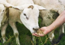 8 Benefits of Using Premium Ovine Meal Products 8 Benefits of Using Premium Ovine Meal Products