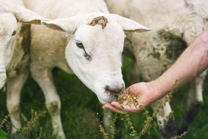 8 Benefits of Using Premium Ovine Meal Products