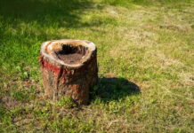 Stump Grinding Specialists: Complete Guide to Tree Stump Removal Complete Guide to Tree Stump Removal