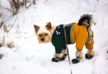 What To Look For When Selecting a Durable, Warm Dog Snowsuit What To Look For When Selecting a Durable, Warm Dog Snowsuit