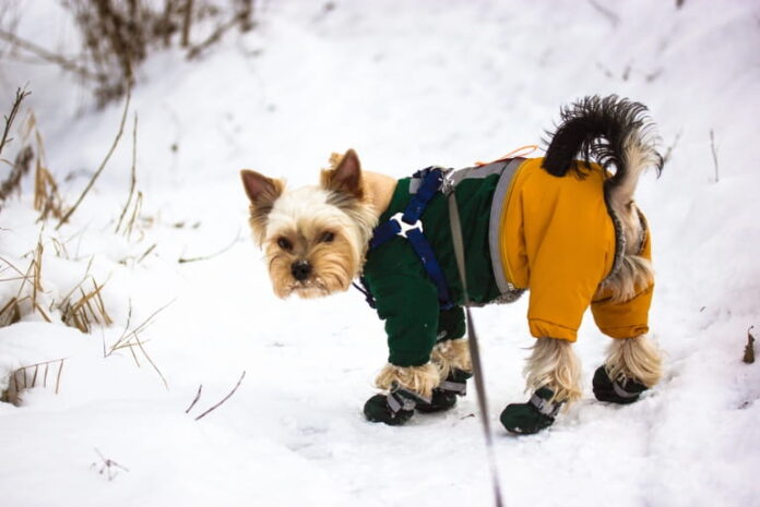 What To Look For When Selecting a Durable, Warm Dog Snowsuit