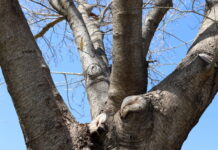 What Dead Branches Could Be Telling You About Tree Health What Dead Branches Could Be Telling You About Tree Health