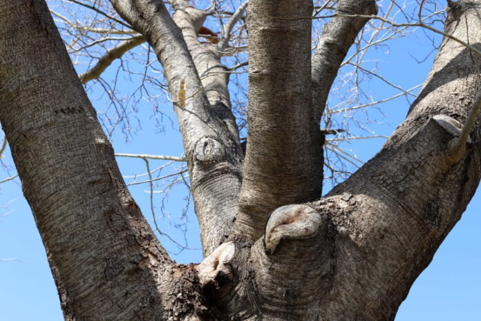 What Dead Branches Could Be Telling You About Tree Health